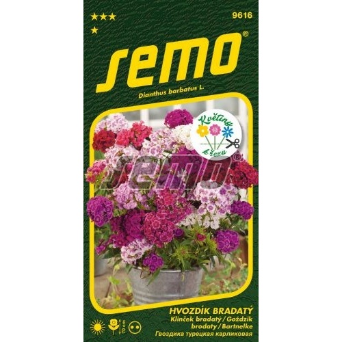 Osivo - Hvozdík bradatý Frangrance směs