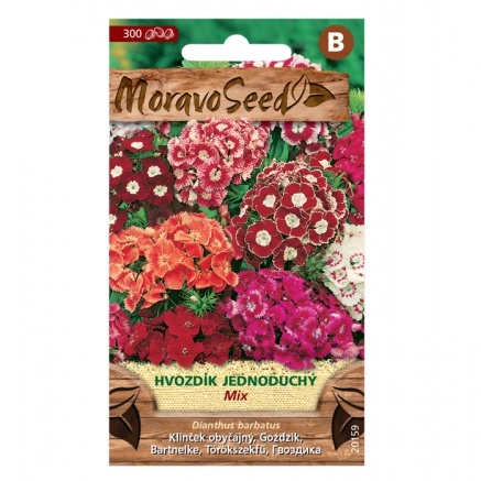 Osivo dvouletek - Hvozdík bradatý vysoký směs (MS)