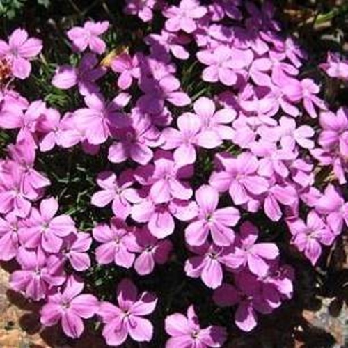 Skalničky - Hvozdík bulharský 9cm