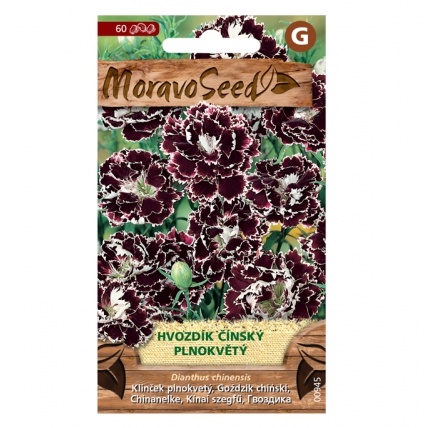 Osivo letniček - Hvozdík čínský plný červeno-bílý (MS)