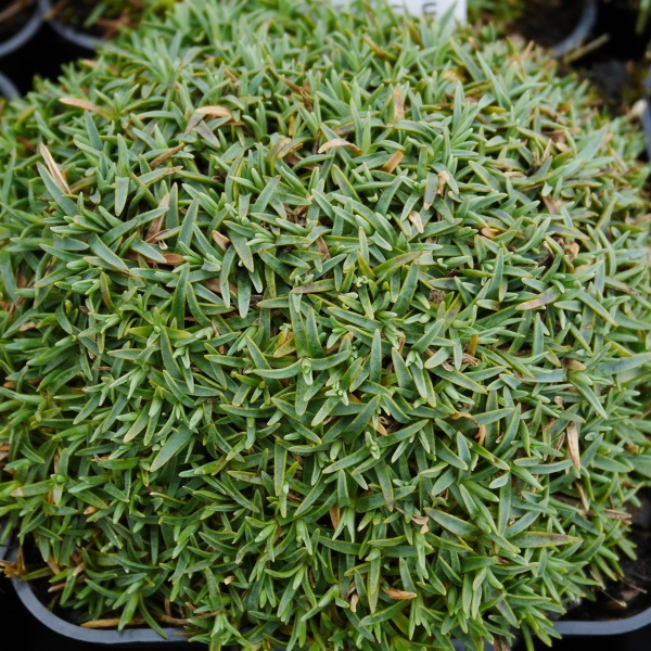 Skalničky - Hvozdík, karafiát 'La Borboule Albus' 9cm