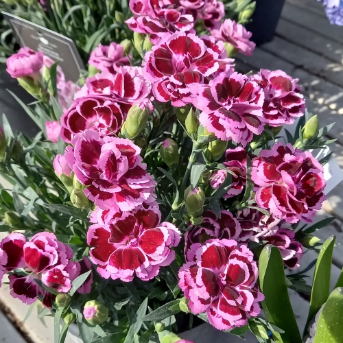 Na slunce - Hvozdík karafiát 'Maria Carmelia' 1,5 litru