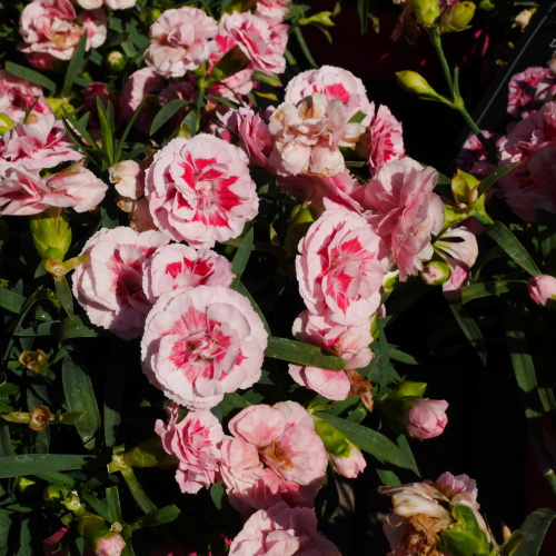 Na slunce - Hvozdík karafiát 'Megan' 1,5 litru