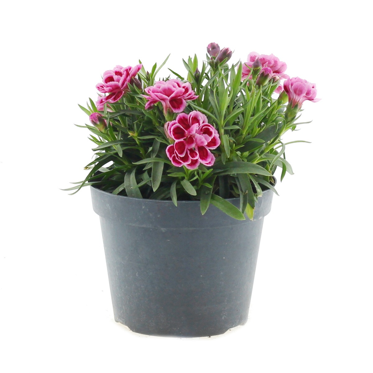 Na slunce - Hvozdík karafiát mix, květináč 1,5 litru