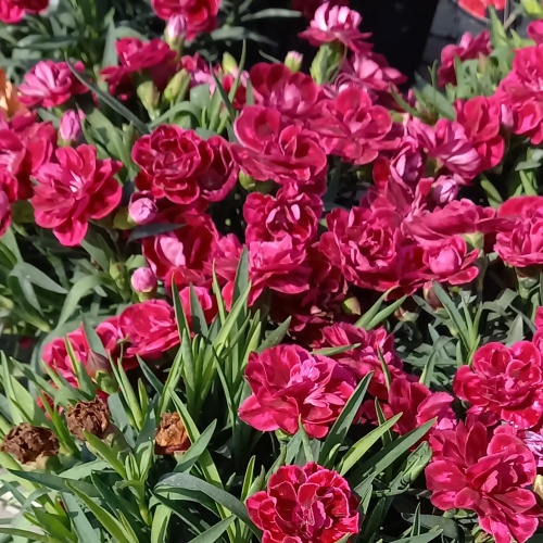 Na slunce - Hvozdík karafiát 'Nina' 1,5 litru