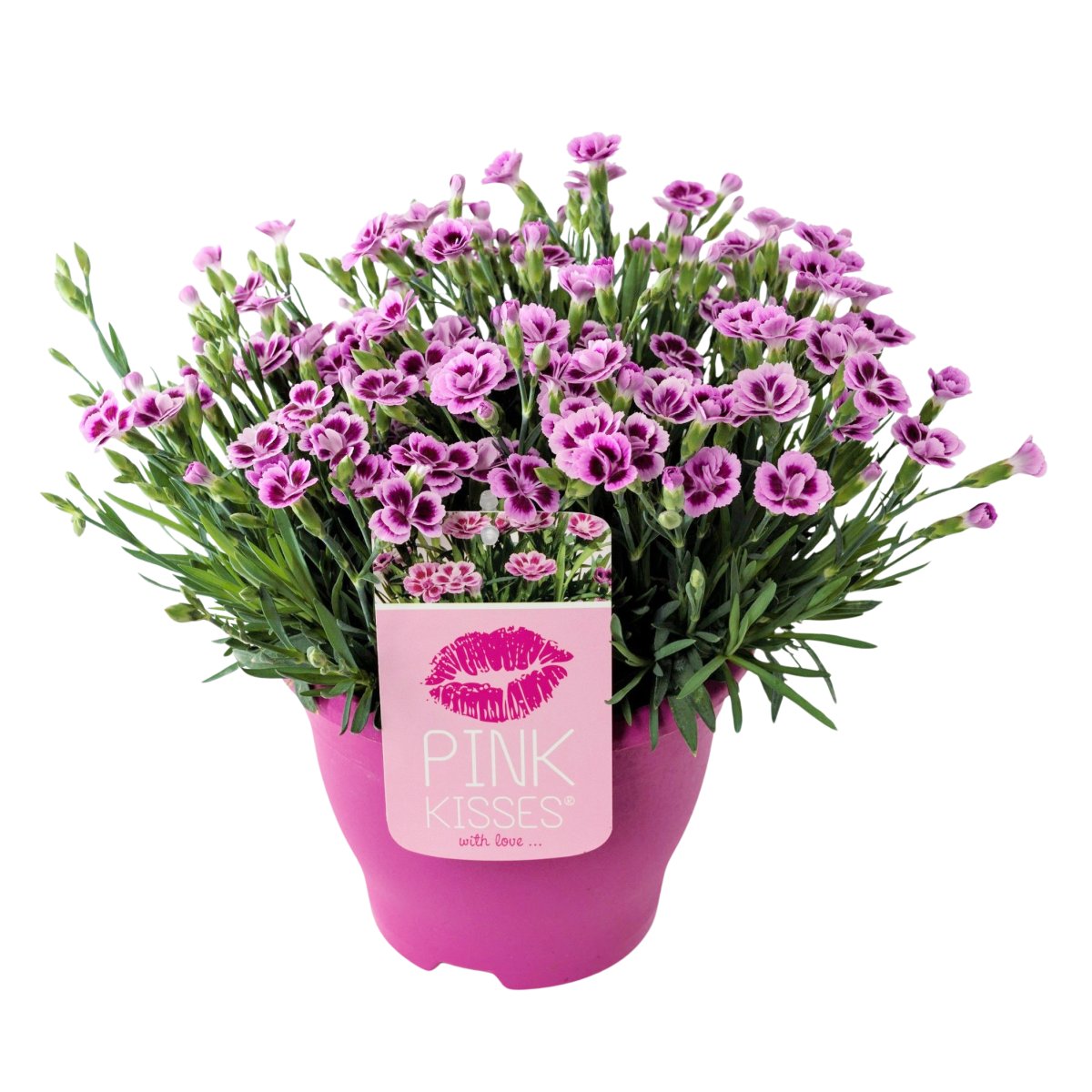 Na slunce - Hvozdík karafiát Pink Kisses 2 litry