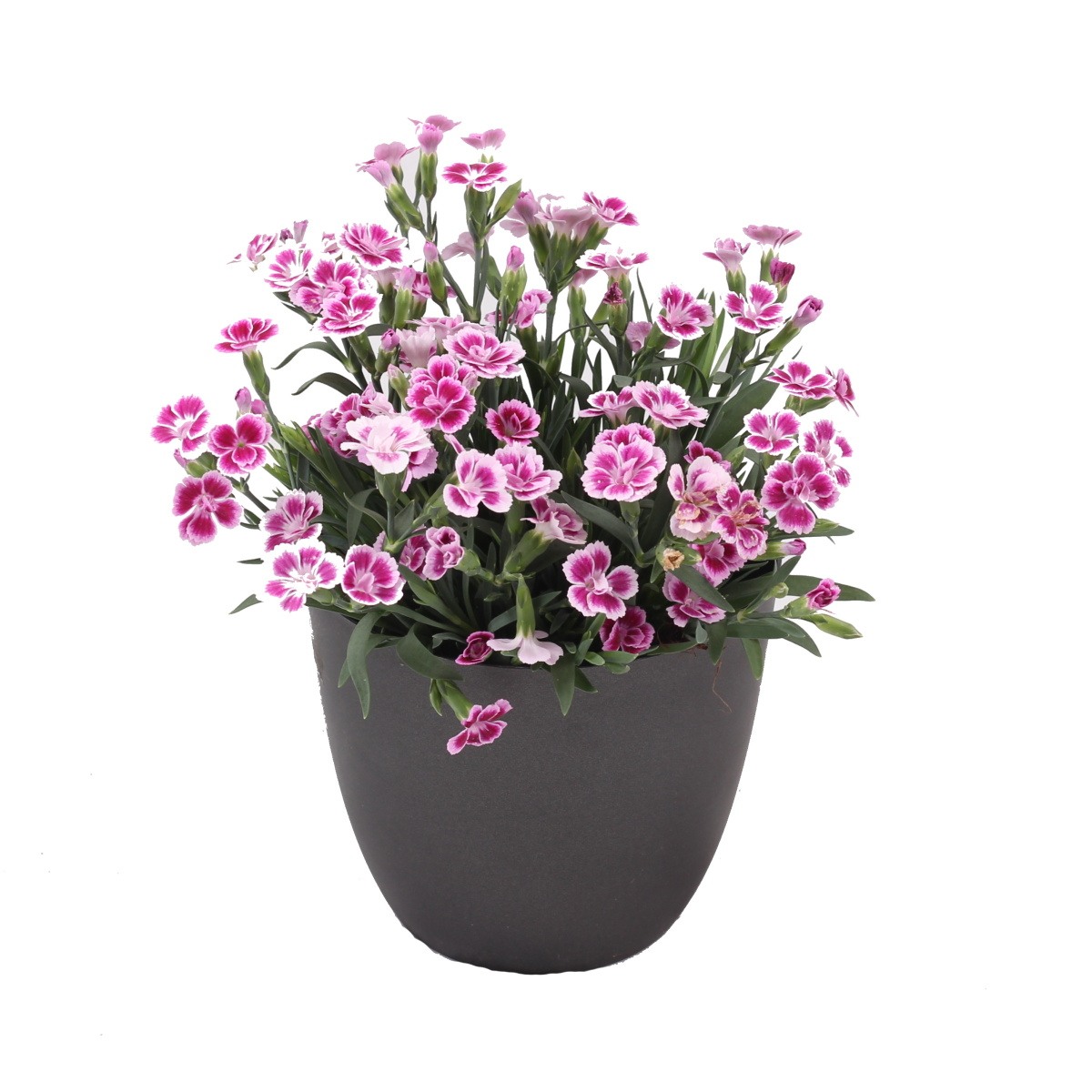 Na slunce - Hvozdík karafiát Pink Kisses květináč 12cm