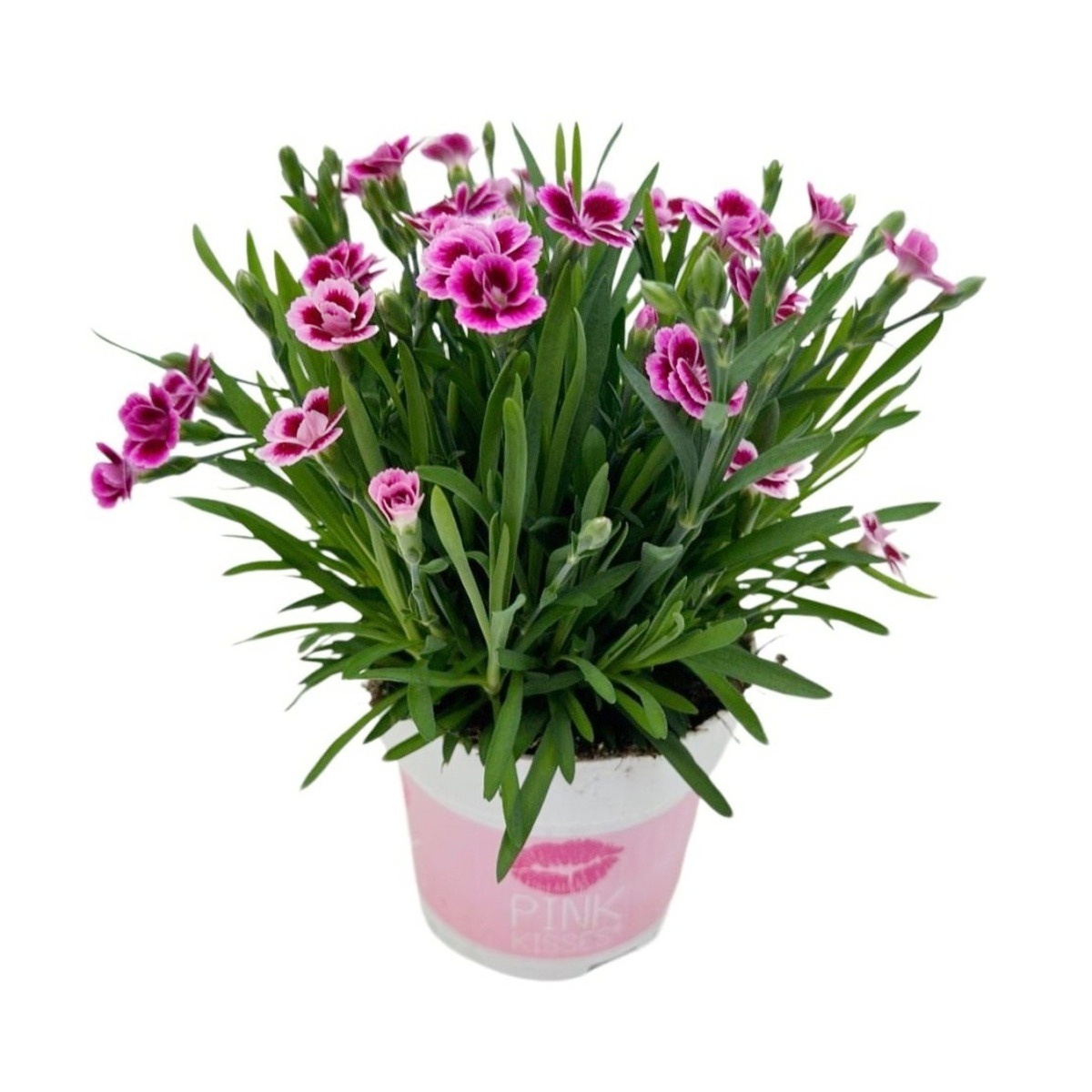 Hvozdík karafiát Pink Kisses květináč 12cm-0