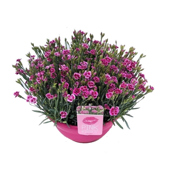 Na slunce - Hvozdík karafiát Pink Kisses miska 5 litrů