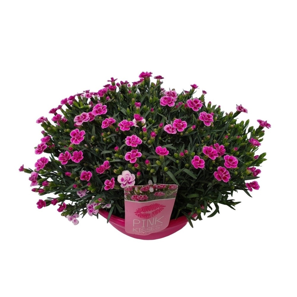 Skalničky - Hvozdík karafiát Pink Kisses miska 8 litrů