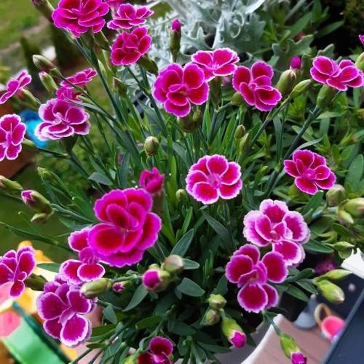 Na slunce - Hvozdík karafiát Pink Kisses truhlík 40cm