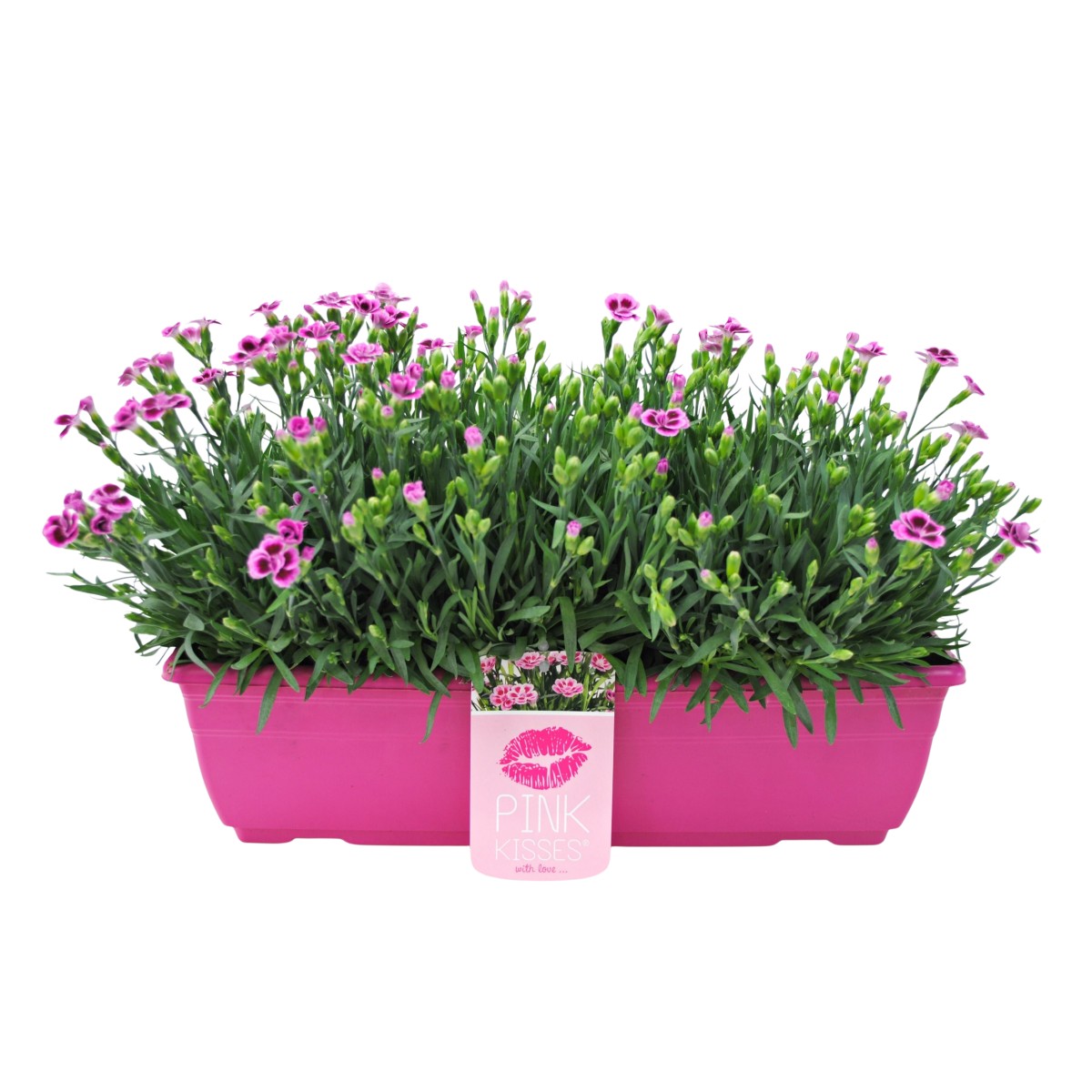 Na slunce - Hvozdík karafiát Pink Kisses truhlík 40cm