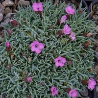 Skalničky - Hvozdík, karafiát Vera 9cm