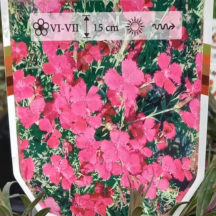 Skalničky - Hvozdík kropenatý 'Brilliant' květináč 9cm