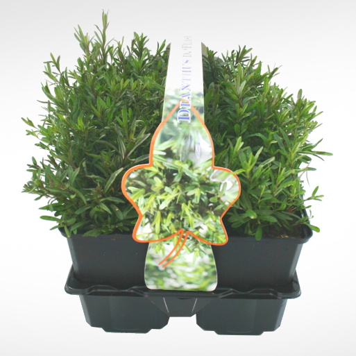 Skalničky - Hvozdík kropenatý 'Flashing Light' 6pack