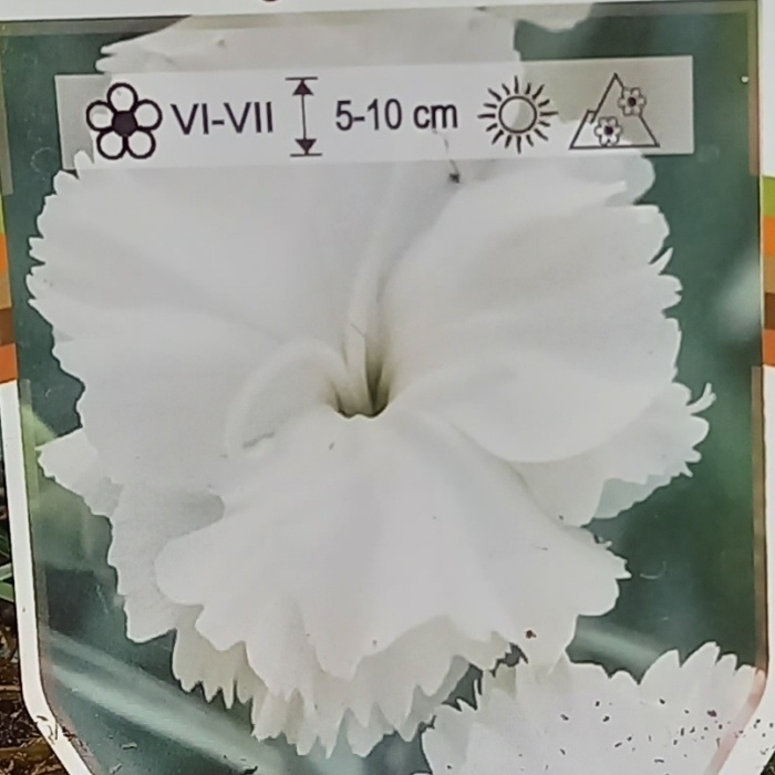 Hvozdík péřitý 'Angel of Purity' květináč 9cm-0