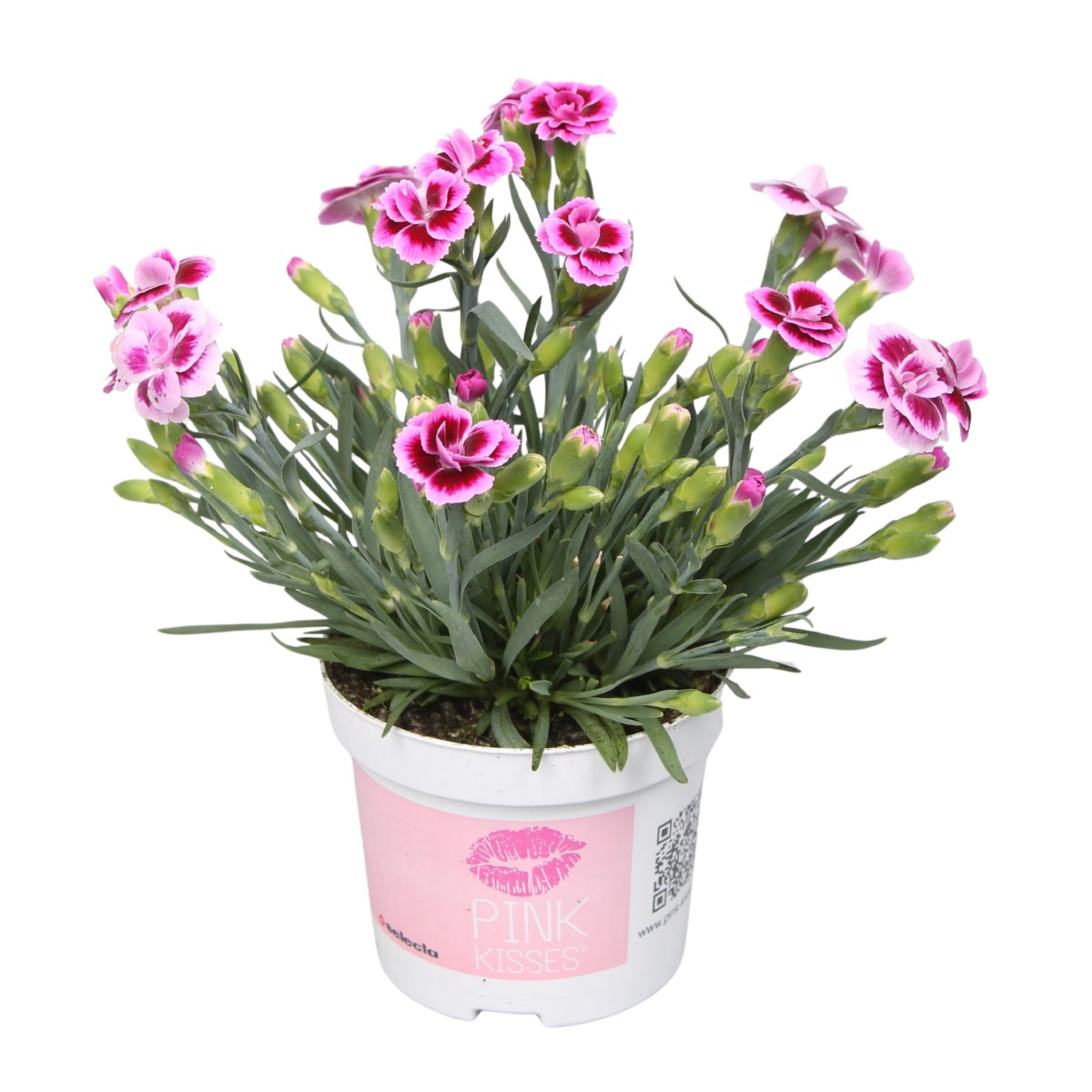Na slunce - Hvozdík 'Pink Kisses' 10,5cm