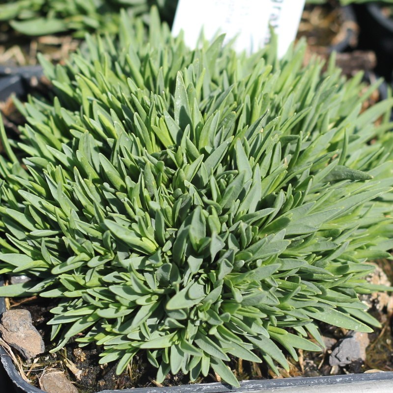 Skalničky - Hvozdík sivý Pink Jewel 9cm