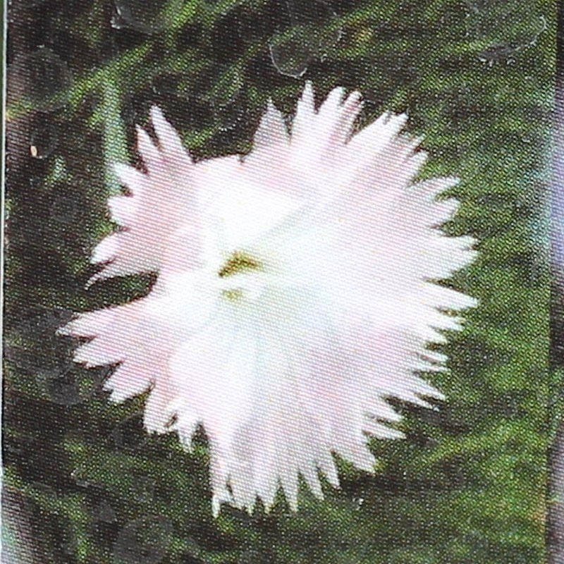 Hvozdík sivý Pink Jewel 9cm-0