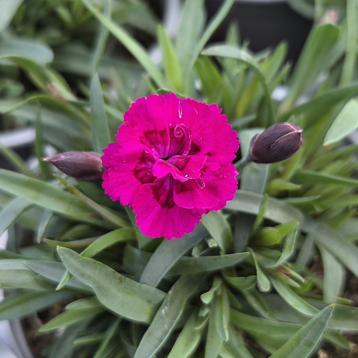 Skalničky - Hvozdík Tiny Pleasure Lilac květináč 12cm