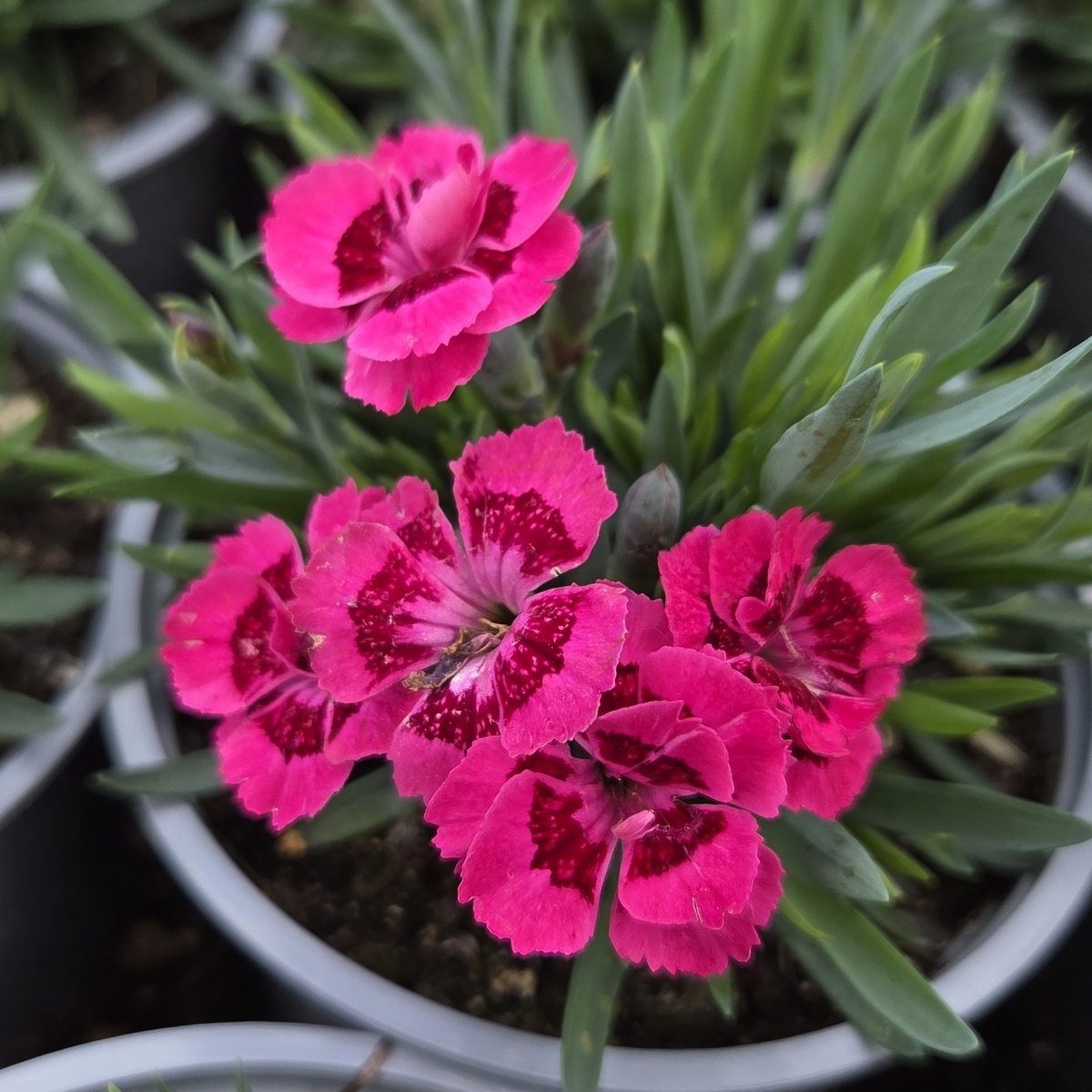 Skalničky - Hvozdík Tiny Pleasure Pink Eye květináč 12cm