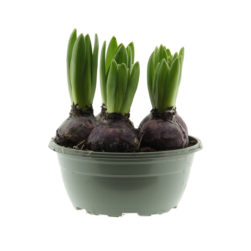 Rychlené cibuloviny - Hyacint 5ks mix miska 17cm