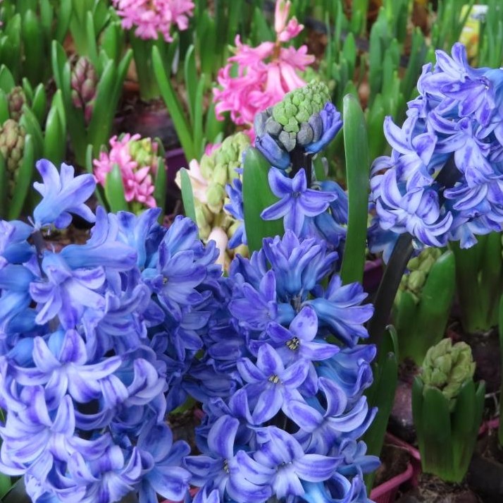 Hyacint 5ks mix miska 17cm-0