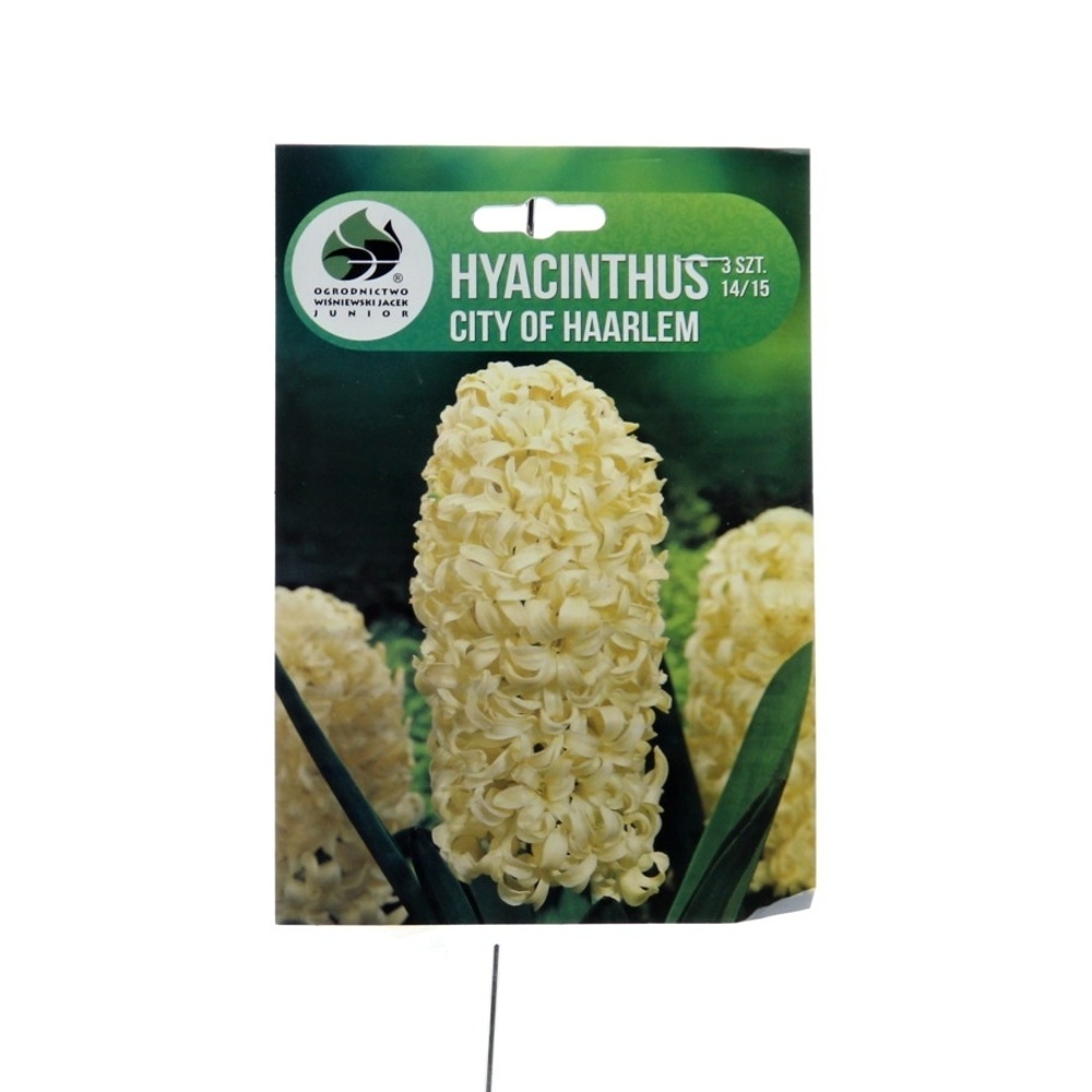 Rostliny - Hyacint City of Haarlem 3ks