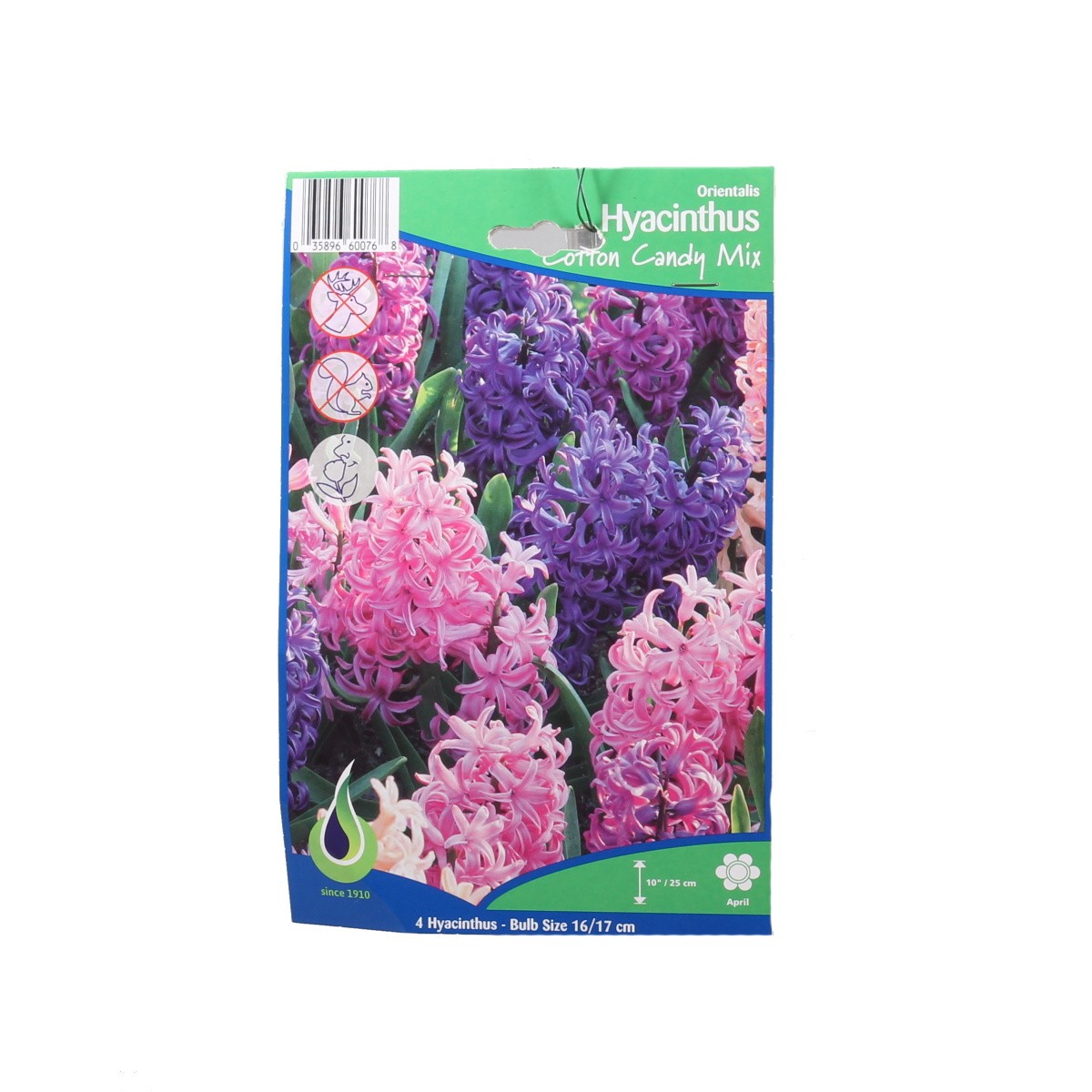 Rostliny - Hyacint Cotton Candy mix 4ks