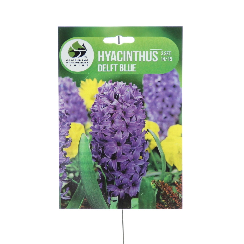 Rostliny - Hyacint Delft Blue 3ks