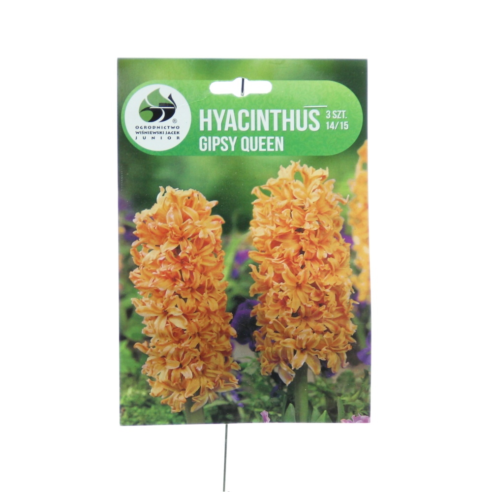 Rostliny - Hyacint Gipsy Queen 3ks