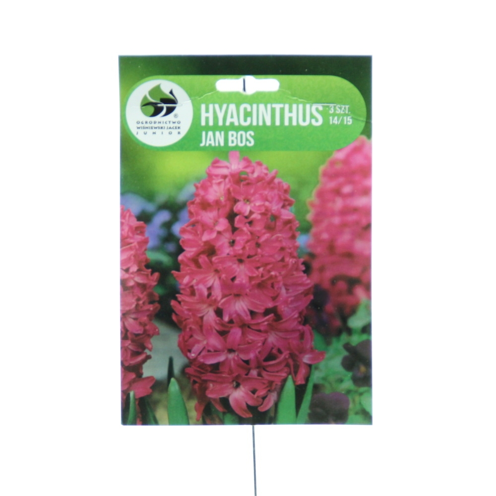 Rostliny - Hyacint Jan Bos 3ks