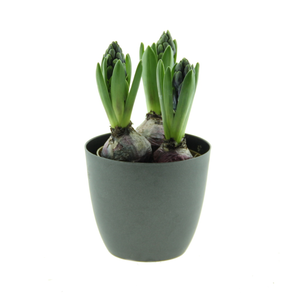 Rychlené cibuloviny - Hyacint mix květináč 12cm