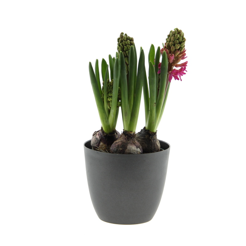 Rychlené cibuloviny - Hyacint mix květináč 12cm