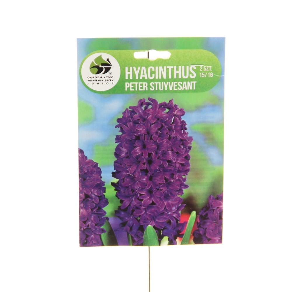 Rostliny - Hyacint Peter Stuyvesant 2ks