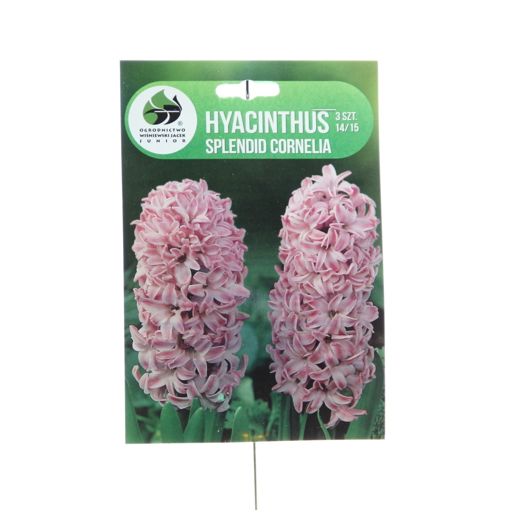 Rostliny - Hyacint Splendid Cornelia 3ks
