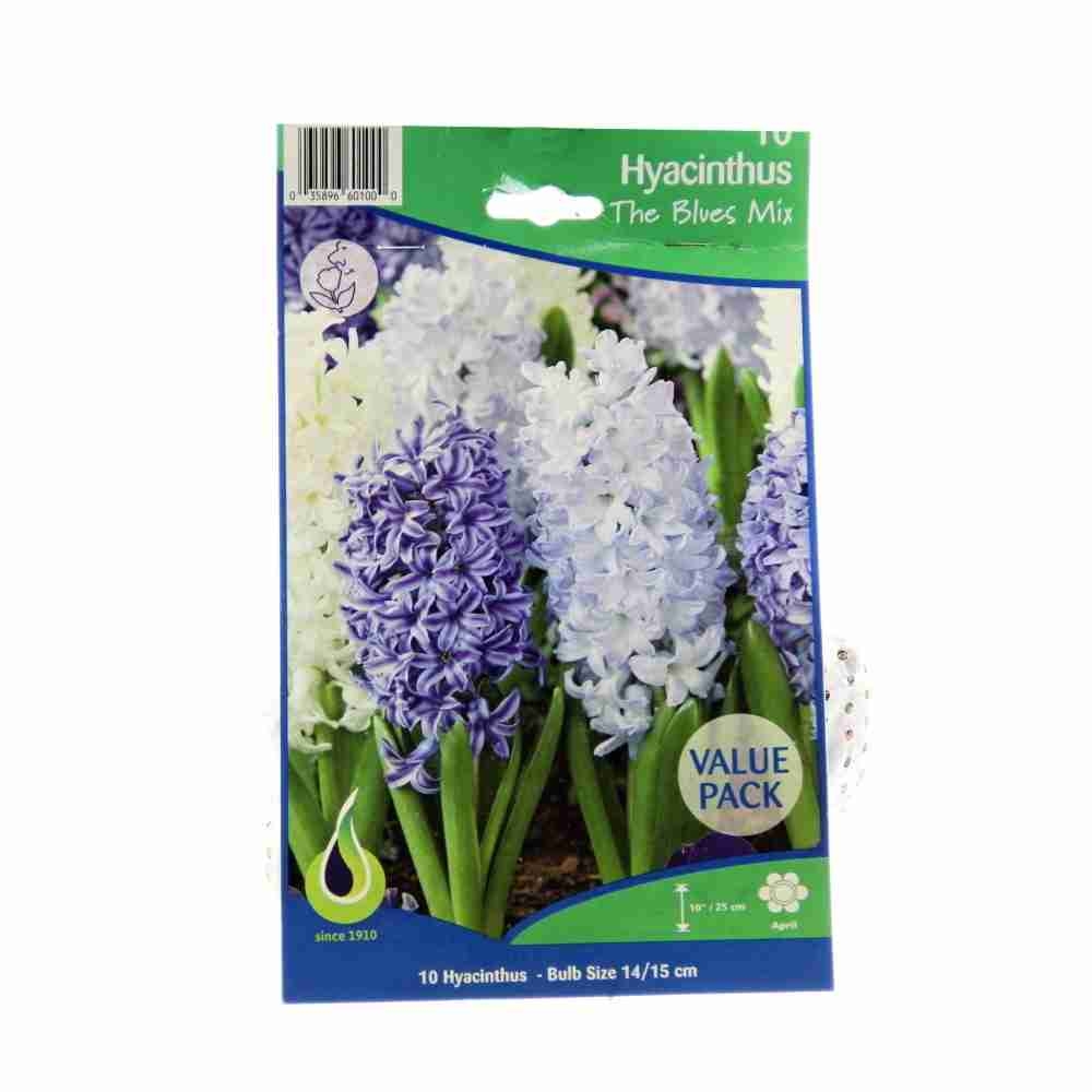 Rostliny - Hyacint The Blues mix 10ks