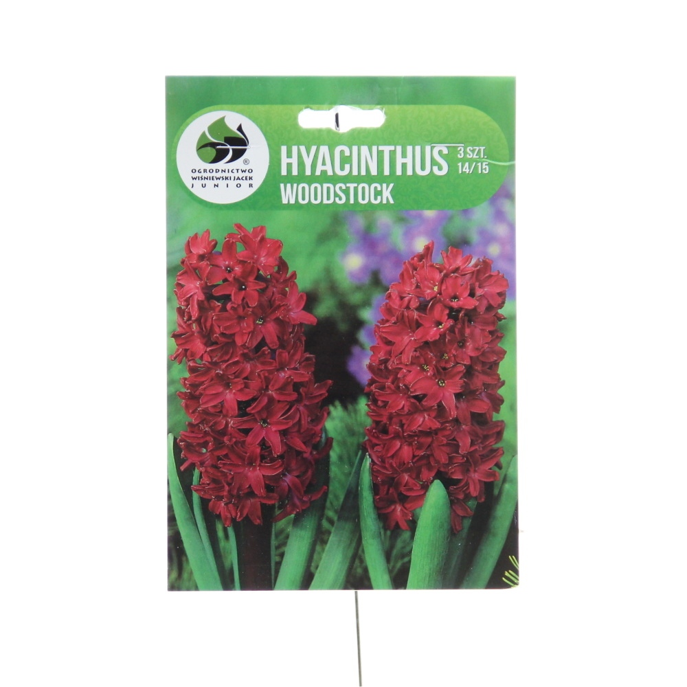 Rostliny - Hyacint Woodstock 3ks