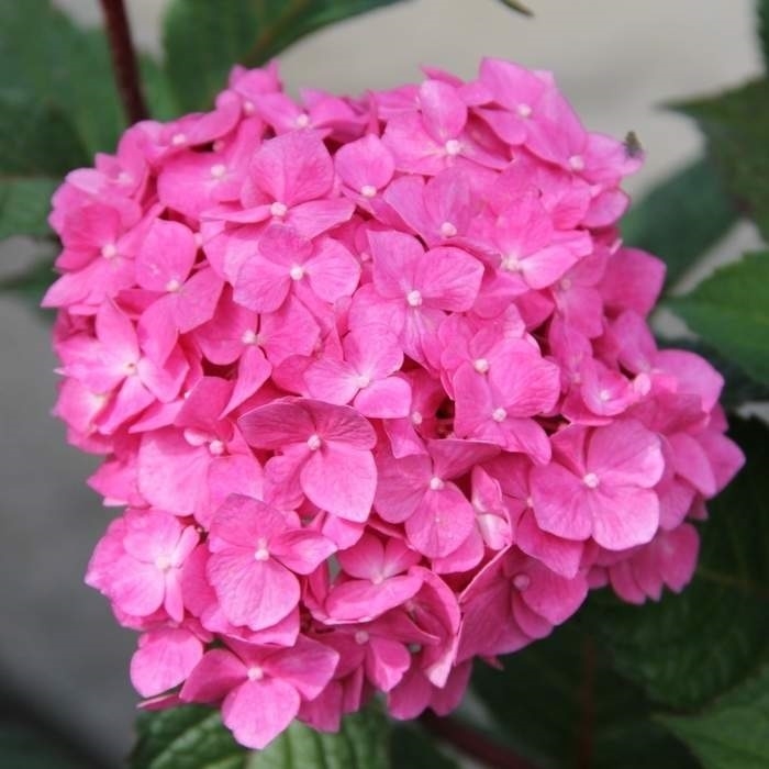 Hortenzie - Hydrangea 'Endless Summer'