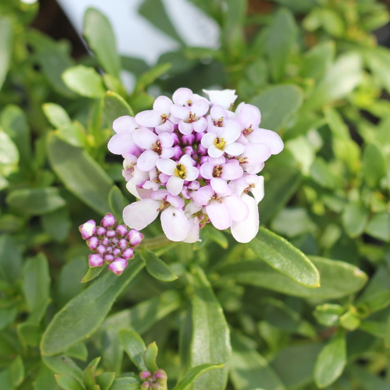 Na slunce - Iberka 'Pink Ice' 9cm