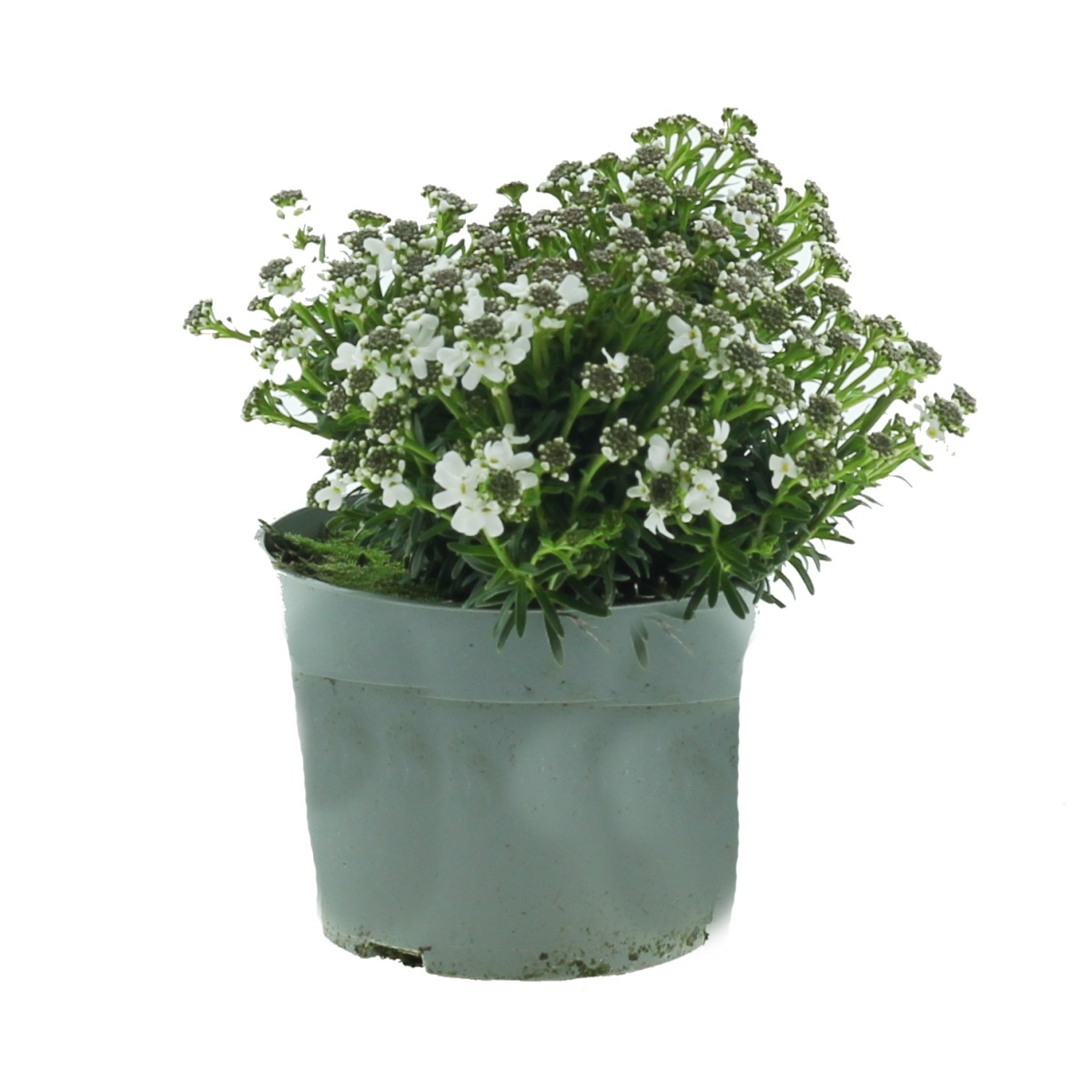 Skalničky - Iberka vždyzelená mix, květináč 11cm