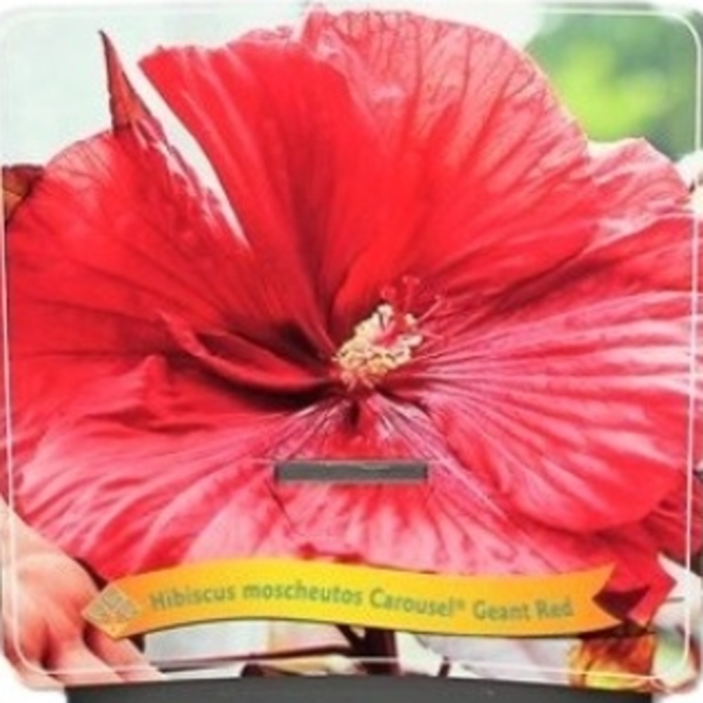 Na slunce - Ibišek bahenní Carousel Geant Red květináč 5 litrů