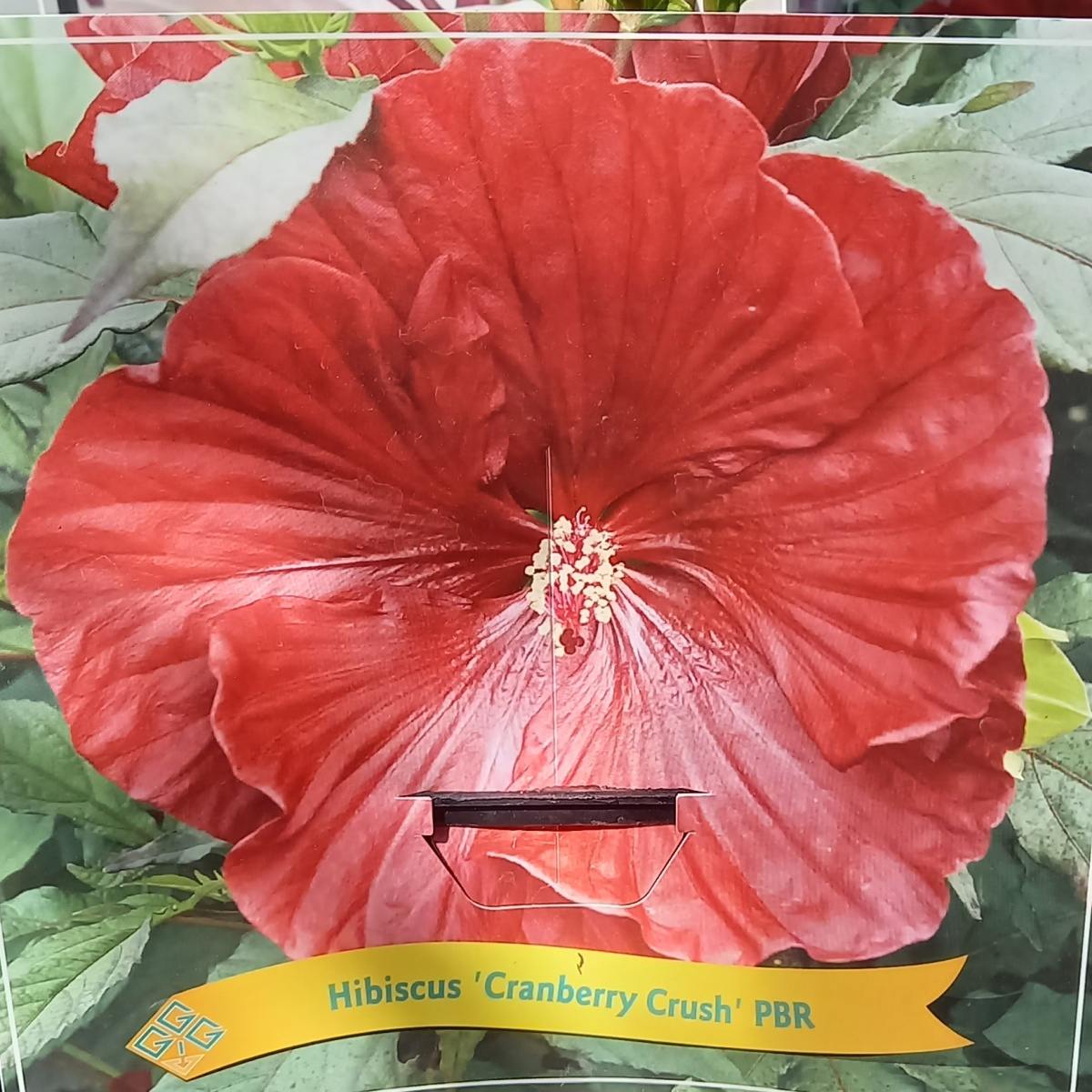 Na slunce - Ibišek bahenní Cranberry Crush květináč 5 litrů