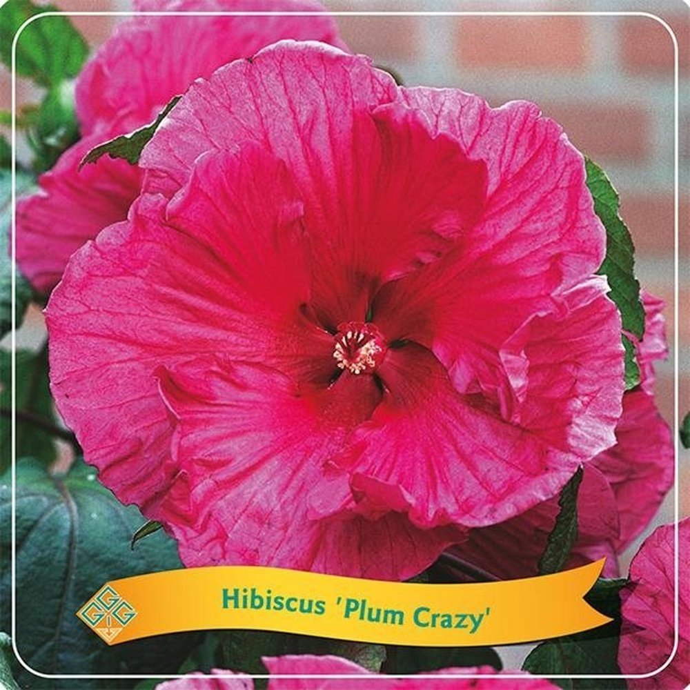 Na slunce - Ibišek bahenní Plum Crazy květináč 5 litrů