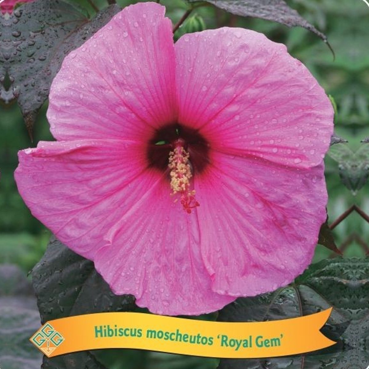 Na slunce - Ibišek bahenní Royal Gems květináč 5 litrů