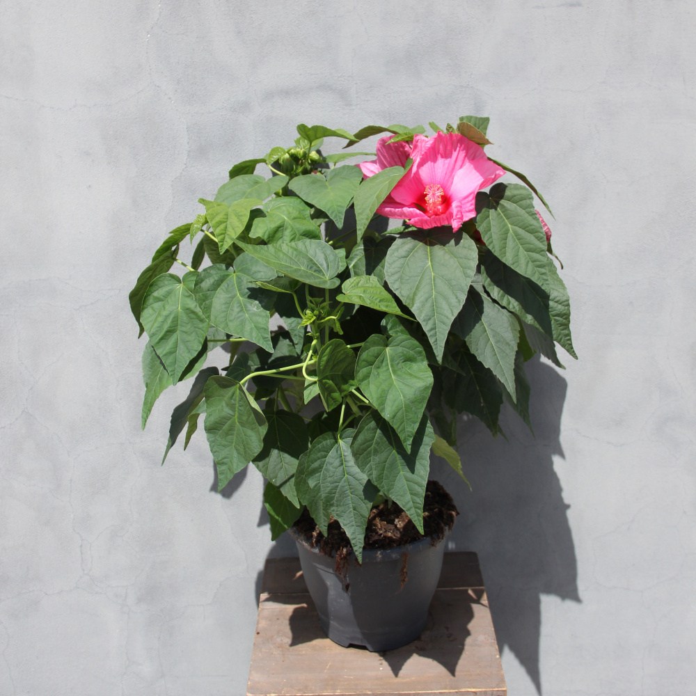 Vlhkomilné - Ibišek Mauvelous 5l květináč