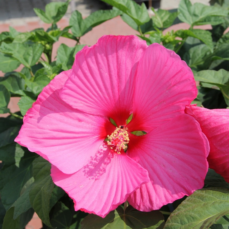 Ibišek Mauvelous 5l květináč-0