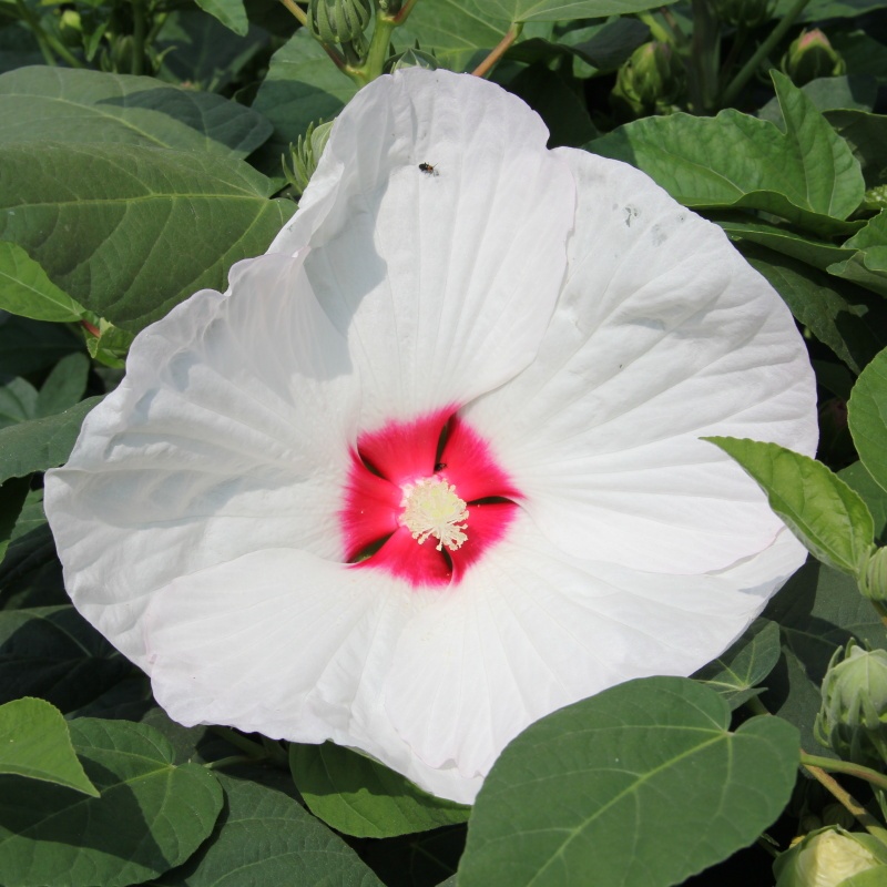 Ibišek Mauvelous 5l květináč-1