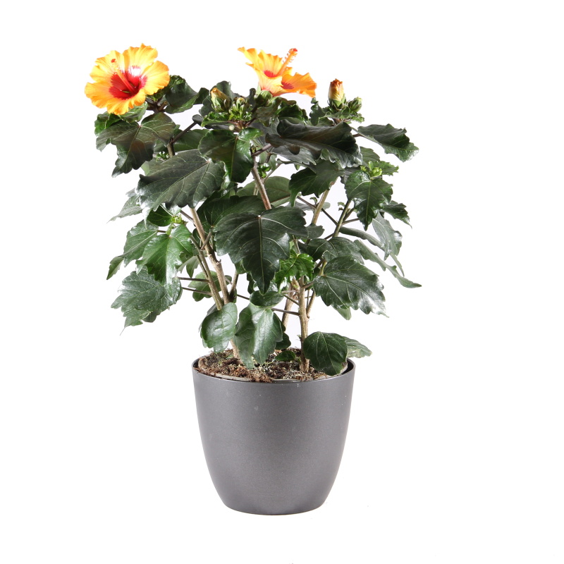 Kvetoucí pokojové rostliny - Ibišek pokojový mix květináč 12cm