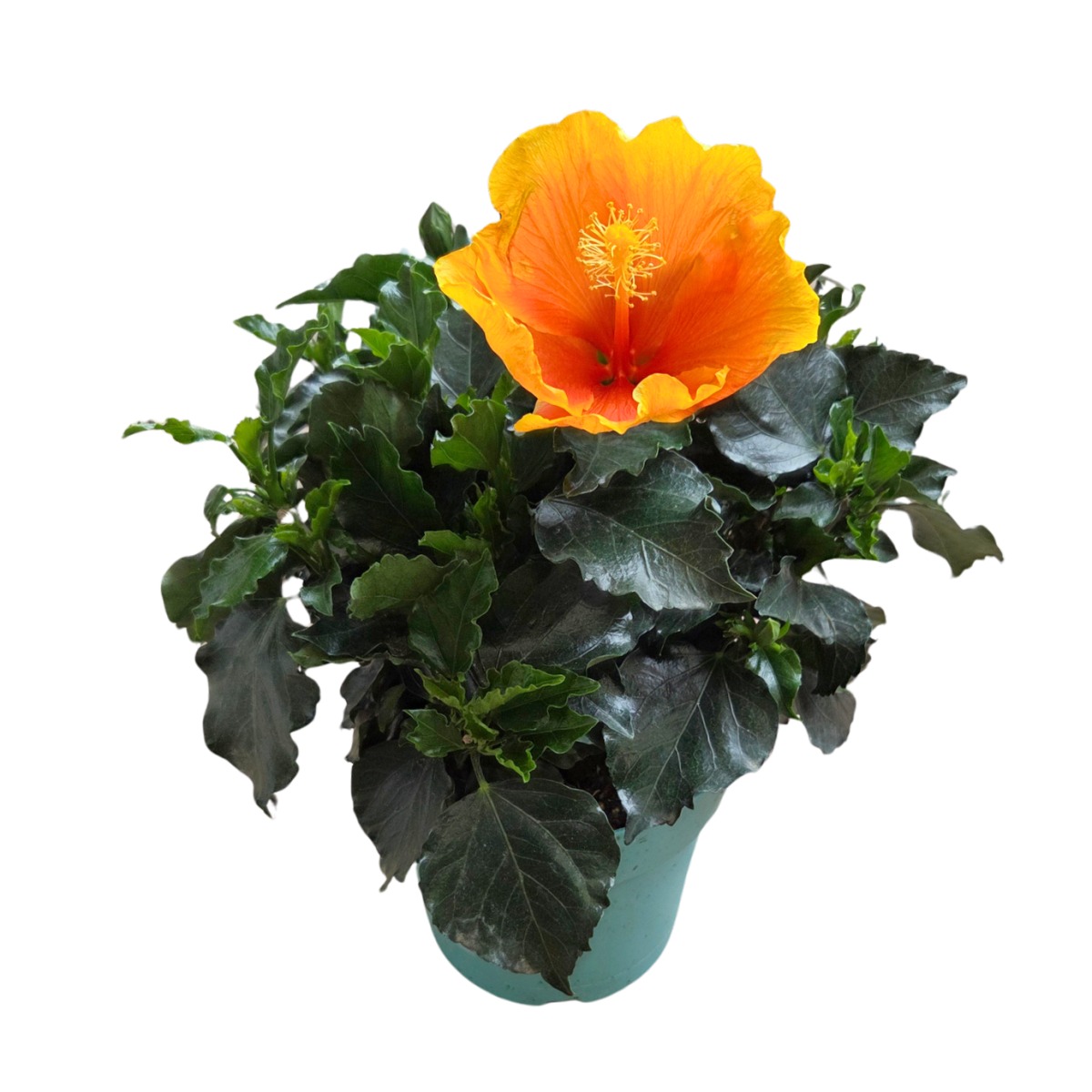 Kvetoucí pokojové rostliny - Ibišek pokojový mix, květináč 21cm